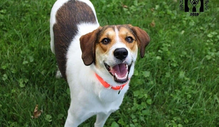 These Omaha-based puppies are up for adoption and in need of a good home