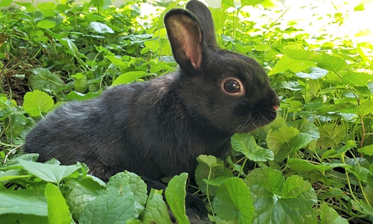 These Saint Paul-based pets are up for adoption and in need of a good home