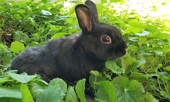 These Saint Paul-based pets are up for adoption and in need of a good home