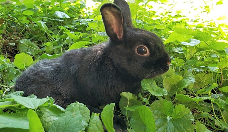These Saint Paul-based pets are up for adoption and in need of a good home