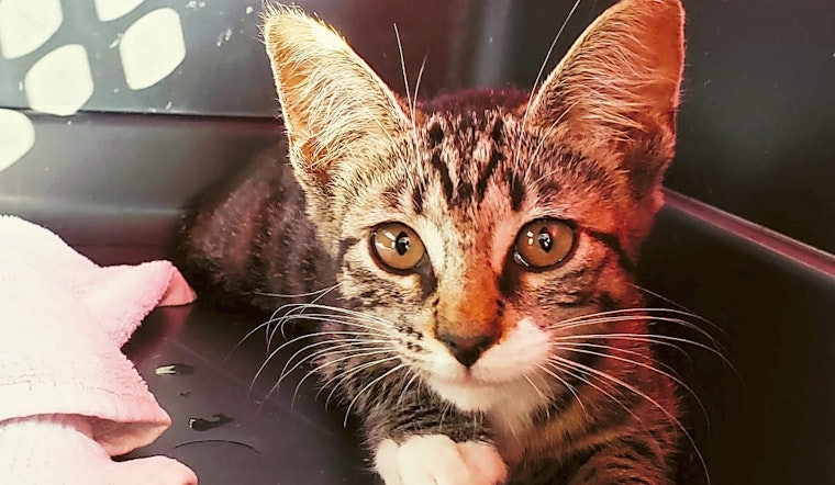 7 fluffy felines to adopt now in Tulsa