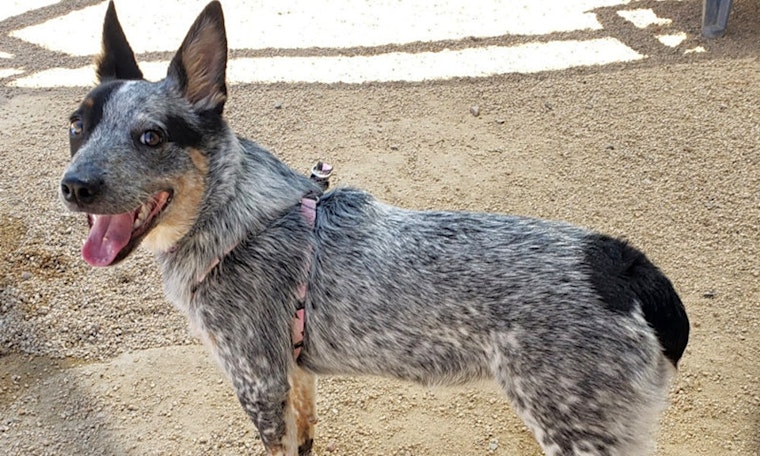 These Phoenix-based puppies are up for adoption and in need of a good home