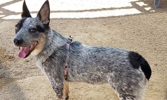 These Phoenix-based puppies are up for adoption and in need of a good home