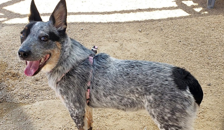 These Phoenix-based puppies are up for adoption and in need of a good home