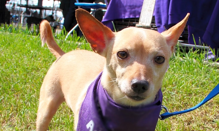 These Detroit-based canines are up for adoption and in need of a good home