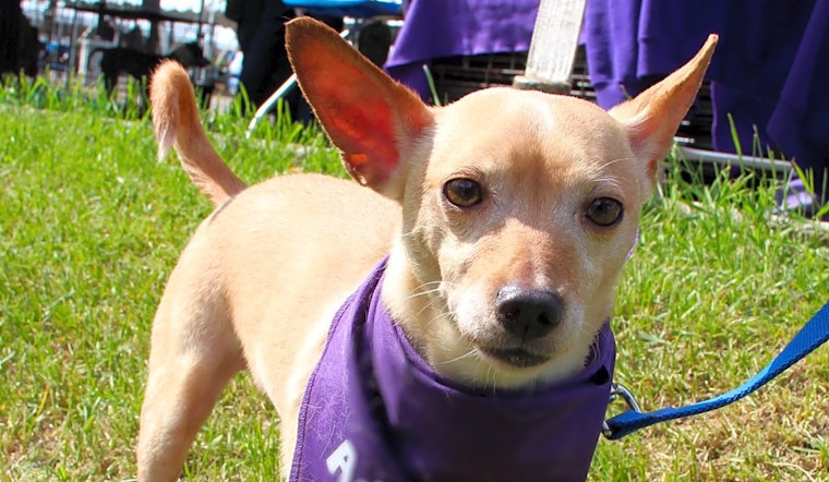 These Detroit-based canines are up for adoption and in need of a good home