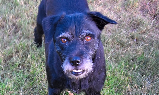 Looking to adopt a pet? Here are 4 cuddly canines to adopt now in Henderson