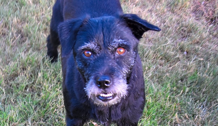 Looking to adopt a pet? Here are 4 cuddly canines to adopt now in Henderson