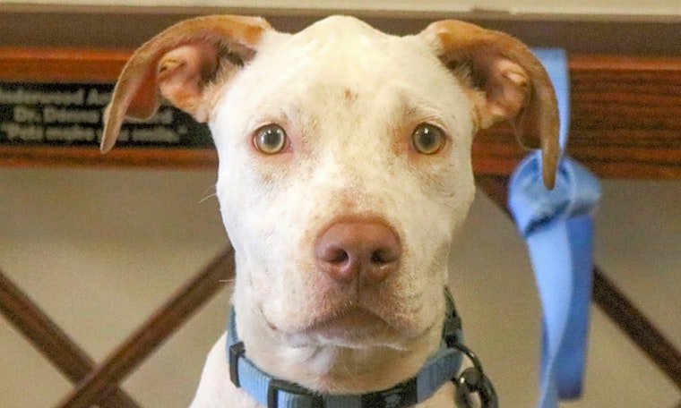 7 cuddly canines to adopt now in Houston
