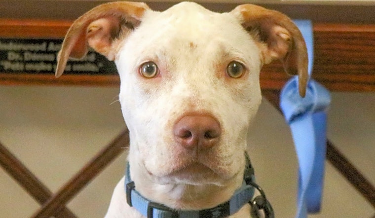 7 cuddly canines to adopt now in Houston