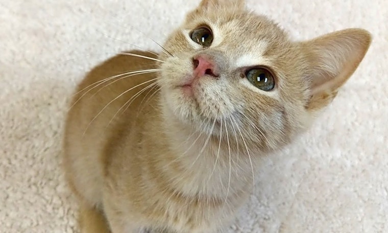 7 cuddly kittens to adopt now in Raleigh