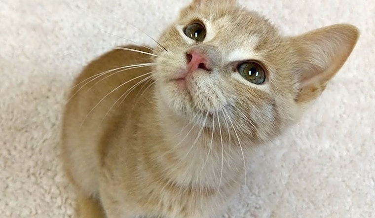 7 cuddly kittens to adopt now in Raleigh