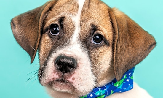 6 perfect puppies to adopt now in Cincinnati
