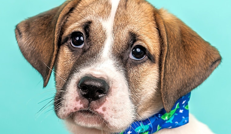 6 perfect puppies to adopt now in Cincinnati