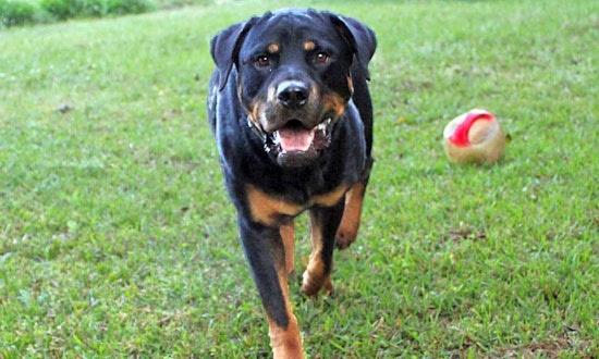 6 delightful doggies to adopt now in Arlington