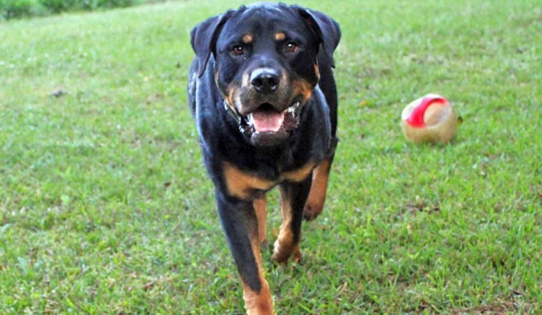 6 delightful doggies to adopt now in Arlington