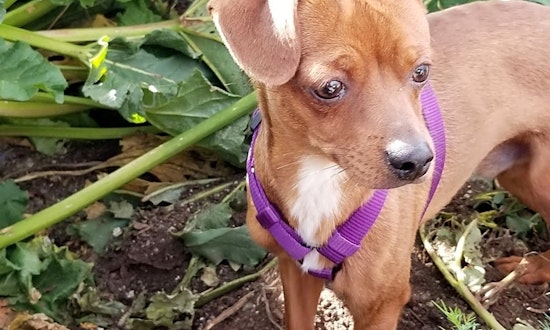4 lovable pups to adopt now in Aurora