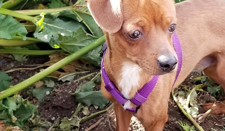 4 lovable pups to adopt now in Aurora