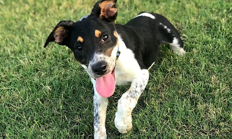 Looking to adopt a puppy? Here are 4 adorable pups ready for homes now in Fort Worth