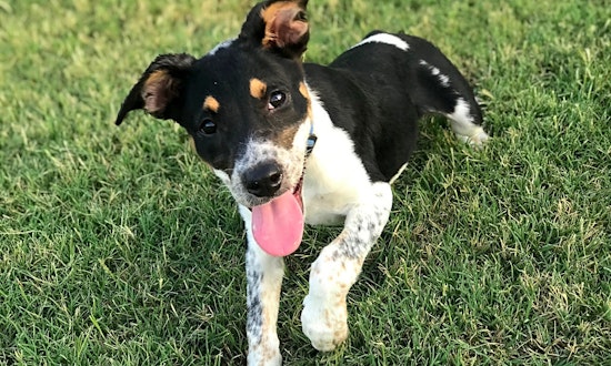 Looking to adopt a puppy? Here are 4 adorable pups ready for homes now in Fort Worth