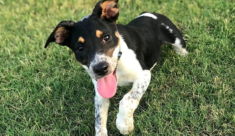 Looking to adopt a puppy? Here are 4 adorable pups ready for homes now in Fort Worth