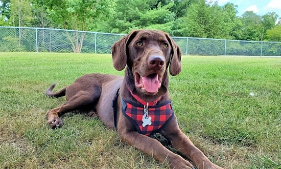 Want to adopt a pet? Here are 4 precious puppies to adopt now in Indianapolis