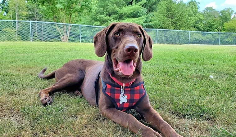 Want to adopt a pet? Here are 4 precious puppies to adopt now in Indianapolis