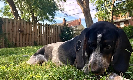 Want to adopt a pet? Here are 5 adorable pups to adopt now in Baltimore