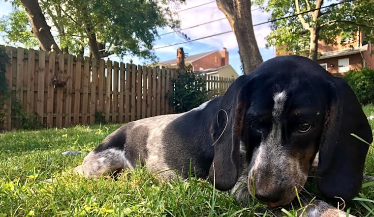 Want to adopt a pet? Here are 5 adorable pups to adopt now in Baltimore