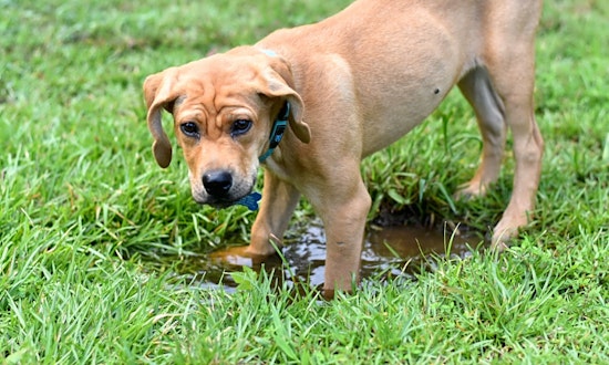 6 precious puppies to adopt now in Charlotte