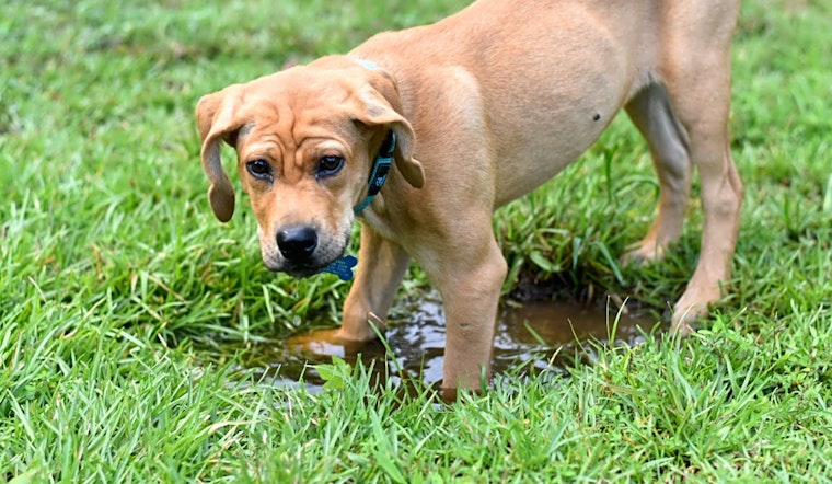 6 precious puppies to adopt now in Charlotte