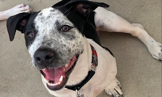 These Long Beach-based puppies are up for adoption and in need of a good home