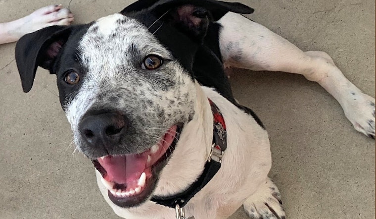 These Long Beach-based puppies are up for adoption and in need of a good home