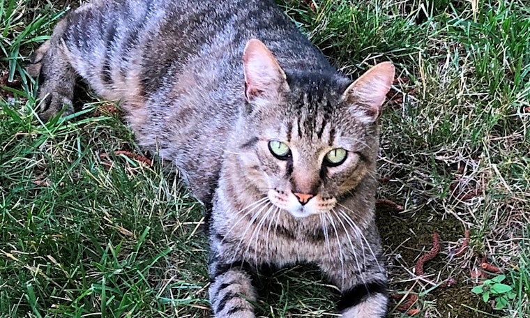 These Sacramento-based kitties are up for adoption and in need of a good home