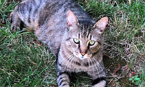 These Sacramento-based kitties are up for adoption and in need of a good home
