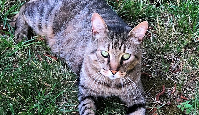 These Sacramento-based kitties are up for adoption and in need of a good home