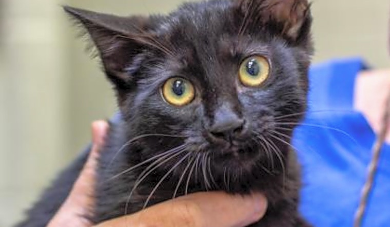These Wichita-based kittens are up for adoption and in need of a good home