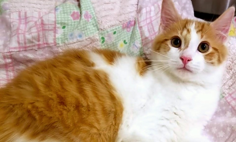 These Pittsburgh-based kittens are up for adoption and in need of a good home