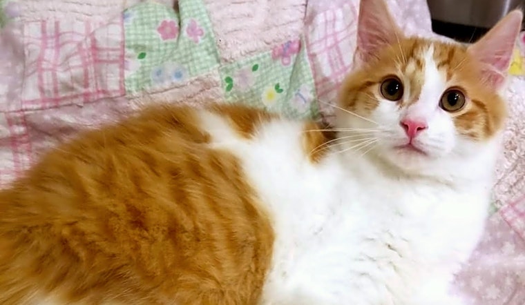 These Pittsburgh-based kittens are up for adoption and in need of a good home