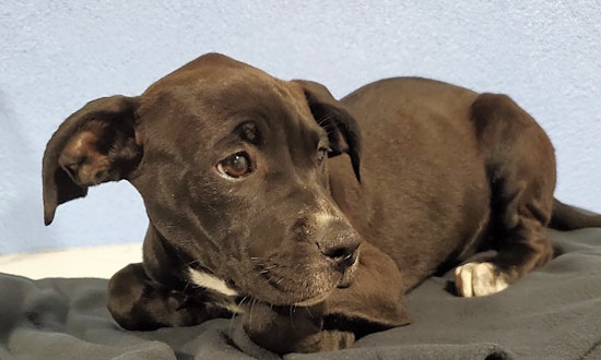 6 adorable pups to adopt now in Los Angeles