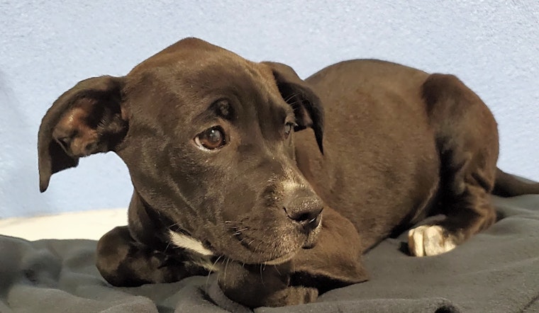 6 adorable pups to adopt now in Los Angeles
