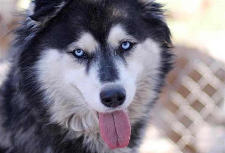 5 delightful doggies to adopt now in Fresno