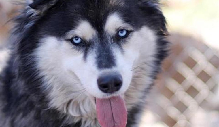 5 delightful doggies to adopt now in Fresno