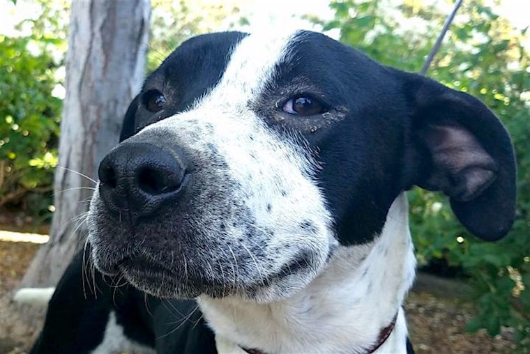 7 lovable pups to adopt now in Bakersfield