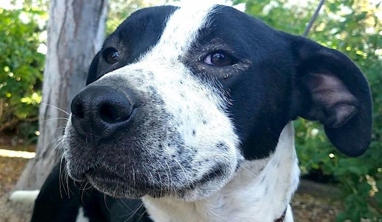 7 lovable pups to adopt now in Bakersfield