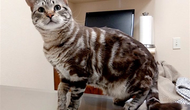 Want to adopt a pet? Here are 5 cool kitties to adopt now in Riverside