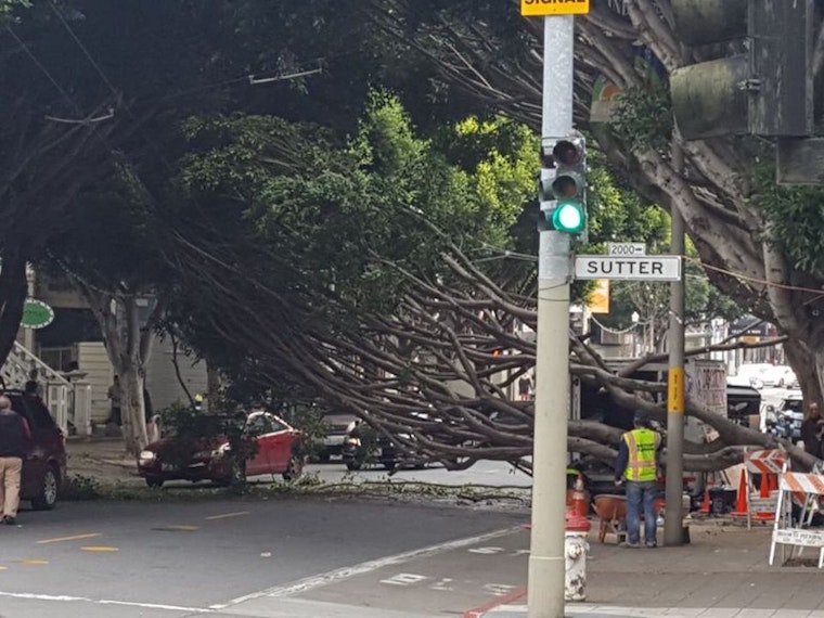 Fallen Tree Shuts Down Fillmore Street