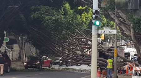 Fallen Tree Shuts Down Fillmore Street