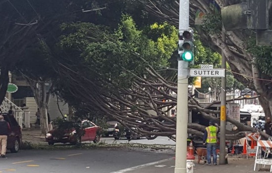 Fallen Tree Shuts Down Fillmore Street