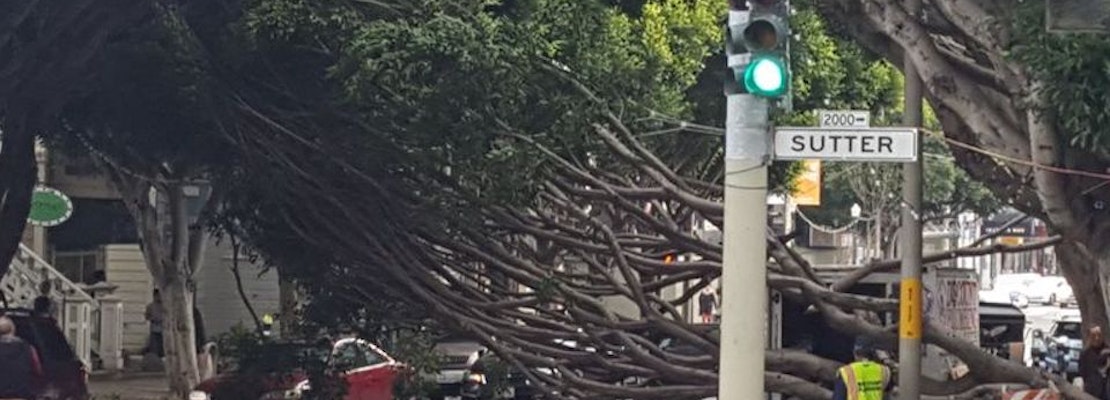 Fallen Tree Shuts Down Fillmore Street